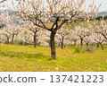 Blossoming Almond Trees and Green Meadow in Spring. Portugal 137421223