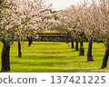 Blossoming Almond Trees and Green Grass in Spring. Portugal 137421225