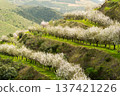 Douro Valley. Green Hills with Blossoming Almond Trees, Vineyards and Terraces 137421226