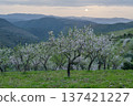 Blossoming Almond Trees in Spring at Sunset. Portugal 137421227