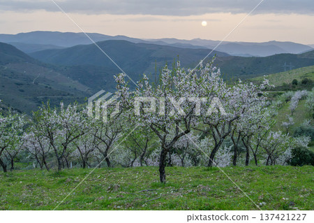 Blossoming Almond Trees in Spring at Sunset. Portugal Blossoming Almond Trees in Spring at Sunset. Portugal 137421227