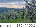 Blossoming Almond Trees in Spring at Sunset. Portugal 137421228