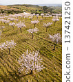 Blossoming Almond Trees and Green Meadows in Spring. Portugal. Aerial View 137421250
