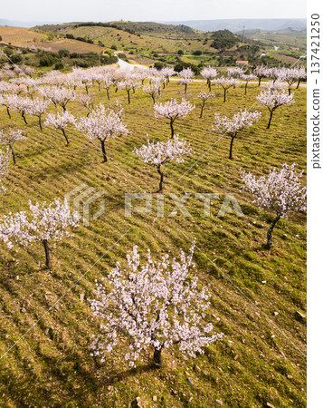 Blossoming Almond Trees and Green Meadows in Spring. Portugal. Aerial View Blossoming Almond Trees and Green Meadows in Spring. Portugal. Aerial View 137421250