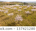 Blossoming Almond Trees and Green Meadows in Spring. Portugal. Aerial View 137421280