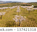 Blossoming Almond Trees and Green Meadows in Spring. Portugal. Aerial View 137421318
