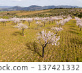Blossoming Almond Trees and Green Meadows in Spring. Portugal. Aerial View 137421332