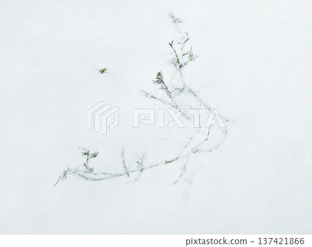 An abstract background, a piece of ice floe with frozen grass. An abstract background, a piece of ice floe with frozen grass. 137421866