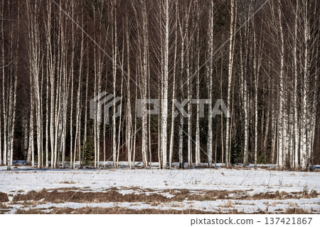 Snow blankets bare birch trees in quiet forest Snow blankets bare birch trees in quiet forest 137421867