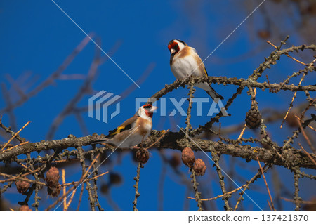 Carduelis carduelis, perched during springtime season. Carduelis carduelis, perched during springtime season. 137421870