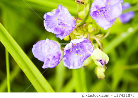 Blue dayflower flowers blooming at Arakura Sengen Shrine Blue dayflower flowers blooming at Arakura Sengen Shrine 137421875
