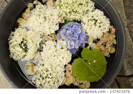 繡球花在水中漂浮 繡球花在水中漂浮 137421876