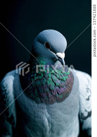 灰鸽子特写素材 137421888