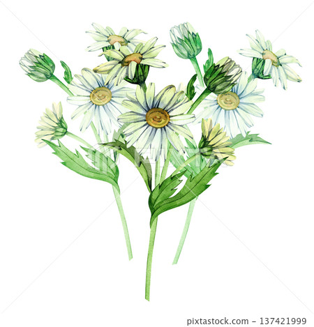 Graceful watercolor illustration of white daisies with yellow centers and fresh green stems. This light, airy floral arrangement evokes a sense of purity and the simple beauty of a summer field. Graceful watercolor illustration of white daisies with yellow centers and fresh green stems. This light, airy floral arrangement evokes a sense of purity and the simple beauty of a summer field. 137421999