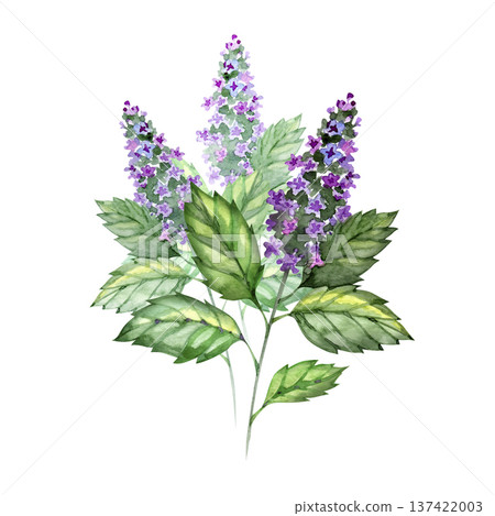 Watercolor botanical illustration of a Patchouli plant Pogostemon cablin featuring vibrant green serrated leaves and tall purple flower spikes. This organic herb art is ideal for cosmetic and herbal Watercolor botanical illustration of a Patchouli plant Pogostemon cablin featuring vibrant green serrated leaves and tall purple flower spikes. This organic herb art is ideal for cosmetic and herbal 137422003
