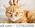 Orange tabby cat closing eyes while being petted on head by human hand 137422006
