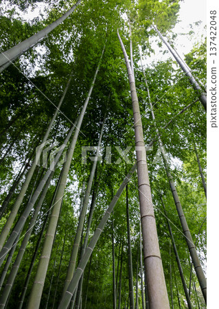 A bamboo forest stretching straight towards the bright sky A bamboo forest stretching straight towards the bright sky 137422048