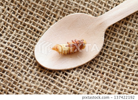 Zophobas morio or Tenebrio atratus larvae on wooden spoon. Zophobas morio or Tenebrio atratus larvae on wooden spoon. 137422192