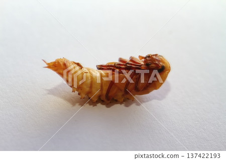 Zophobas morio or Tenebrio atratus larvae on white. Zophobas morio or Tenebrio atratus larvae on white. 137422193
