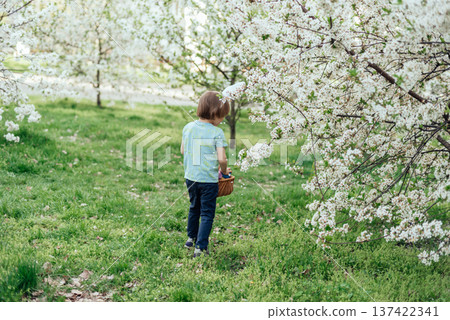 Easter egg hunt. child Wearing Bunny Ears Running To Pick Up Egg In Garden. Easter tradition. Baby with basket full of colorful eggs. Easter egg hunt. child Wearing Bunny Ears Running To Pick Up Egg In Garden. Easter tradition. Baby with basket full of colorful eggs. 137422341