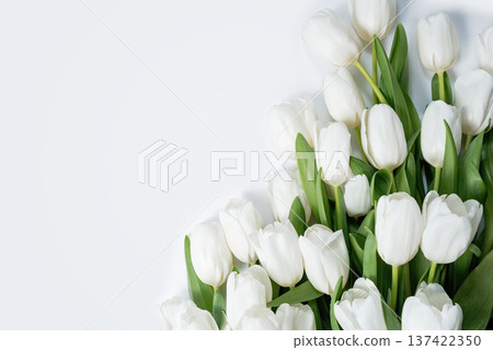 Spring Floral Composition. Fresh white tulips arranged along the top and bottom edges of a white background, creating a clean floral frame with copy space for text or design 137422350