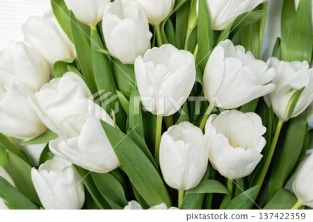 Spring Floral Composition. Elegant white tulips arranged on light background. Minimal spring floral composition for greeting cards, wedding design and seasonal branding. Spring Floral Composition. Elegant white tulips arranged on light background. Minimal spring floral composition for greeting cards, wedding design and seasonal branding. 137422359