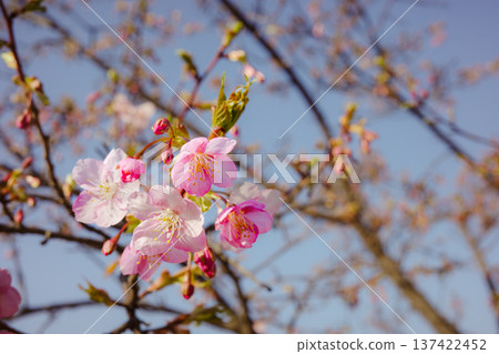 梅花宣布春天的到來 梅花宣布春天的到來 137422452