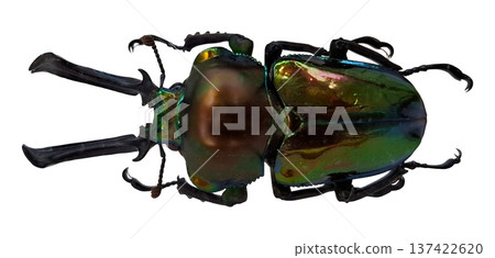 An iridescent green beetle of the species Phalacrognathus muelleri is isolated and displayed on a plain background. Its body structure and colors are sharply visible in this view. An iridescent green beetle of the species Phalacrognathus muelleri is isolated and displayed on a plain background. Its body structure and colors are sharply visible in this view. 137422620