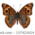 A red butterfly named Precis lavinia is isolated against a white background. The butterfly displays its wings fully open. It showcases colors and patterns clearly. 137422624