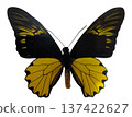 A yellow black birdwing butterfly Troides amphrysus is isolated against a plain background. The wings are spread wide, revealing the strong colors and patterns. 137422627
