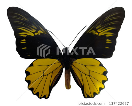 A yellow black birdwing butterfly Troides amphrysus is isolated against a plain background. The wings are spread wide, revealing the strong colors and patterns. A yellow black birdwing butterfly Troides amphrysus is isolated against a plain background. The wings are spread wide, revealing the strong colors and patterns. 137422627