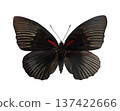 A black butterfly known as Sasakia funebris stands isolated on a white background. The wings display distinct patterns and colors, revealing the butterfly's natural features and shape. 137422666