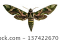 A green butterfly oleander hawkmoth Daphnis nerii is isolated on a white background. The moth displays detailed wing patterns with green and pink colors. Its body and antennae are visible. 137422670