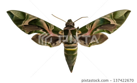 A green butterfly oleander hawkmoth Daphnis nerii is isolated on a white background. The moth displays detailed wing patterns with green and pink colors. Its body and antennae are visible. 137422670