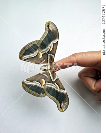 A person holds an Indian silkworm moth Samia ricini on a finger. The moth shows detailed patterns and colors. Light shines on its wings. The setting is a clean and bright space indoors. A person holds an Indian silkworm moth Samia ricini on a finger. The moth shows detailed patterns and colors. Light shines on its wings. The setting is a clean and bright space indoors. 137422672