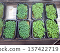 Microgreens grow in black plastic containers on a hydroponic farm. They receive bright light and are arranged in neat rows. The farm shows signs of careful planting and care. 137422719