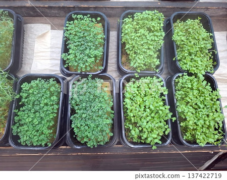 Microgreens grow in black plastic containers on a hydroponic farm. They receive bright light and are arranged in neat rows. The farm shows signs of careful planting and care. Microgreens grow in black plastic containers on a hydroponic farm. They receive bright light and are arranged in neat rows. The farm shows signs of careful planting and care. 137422719