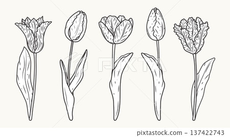 Elegant collection of five different hand drawn tulip flowers in line art style. Minimalist botanical spring blossoms with leaves isolated on cream background for wedding decor and floral design. 137422743