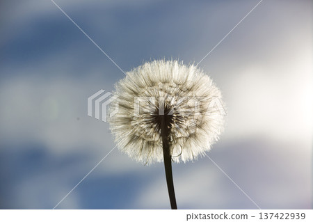 Backlit Dandelion Macro Against Blue Sky 137422939