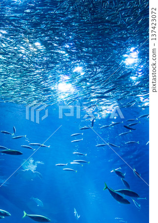 Light reflected on the water surface and a school of sardines_vertical Light reflected on the water surface and a school of sardines_vertical 137423072