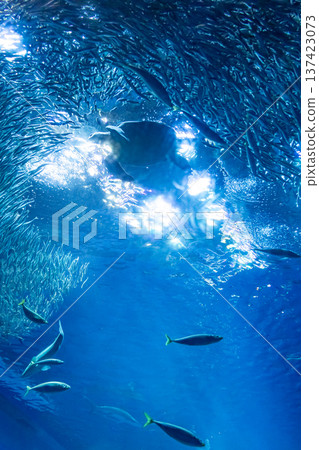 Silhouette of a sea turtle swimming in the light_Vertical 137423073