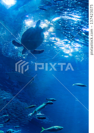 神秘的水下場景，海龜和鰩魚相遇_豎版 137423075