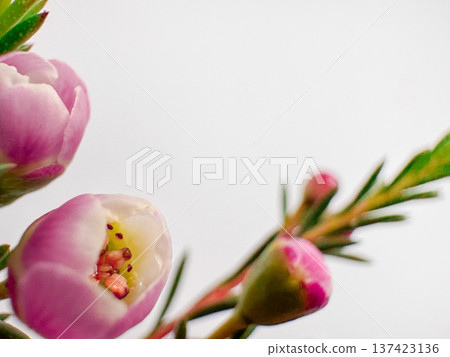 Pink flower buds macro on white background with soft bokeh, gentle spring bloom, minimal floral, copy space, studio set. Pink flower buds macro on white background with soft bokeh, gentle spring bloom, minimal floral, copy space, studio set. 137423136