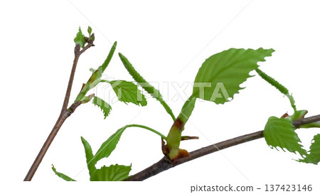 Spring twig branch with green leaves buds and catkins isolated transparent cutout, fresh botanical sprig for design ads. Spring twig branch with green leaves buds and catkins isolated transparent cutout, fresh botanical sprig for design ads. 137423146