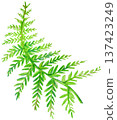 Hand-drawn colored pencil illustration of green fern leaf isolated 137423249