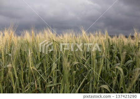 Ears of wheat in the wind in a field Ears of wheat in the wind in a field 137423290