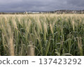 Ears of wheat in the wind in a field 137423292