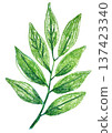 Cute spring branch with leaves drawn with colored pencils, isolated illustration 137423340