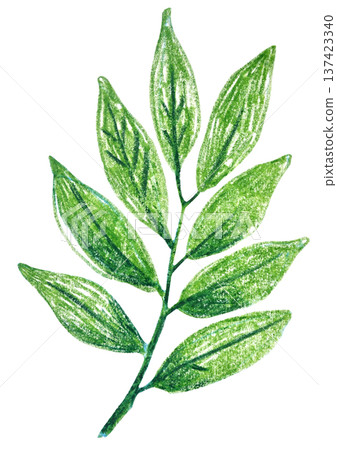 Cute spring branch with leaves drawn with colored pencils, isolated illustration Cute spring branch with leaves drawn with colored pencils, isolated illustration 137423340