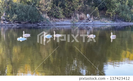 Beautiful swans floating at lake on summer day. Golden light reflects from water surface creating soft shimmering highlights around birds. The scene conveys serenity and peaceful beauty of nature 137423412